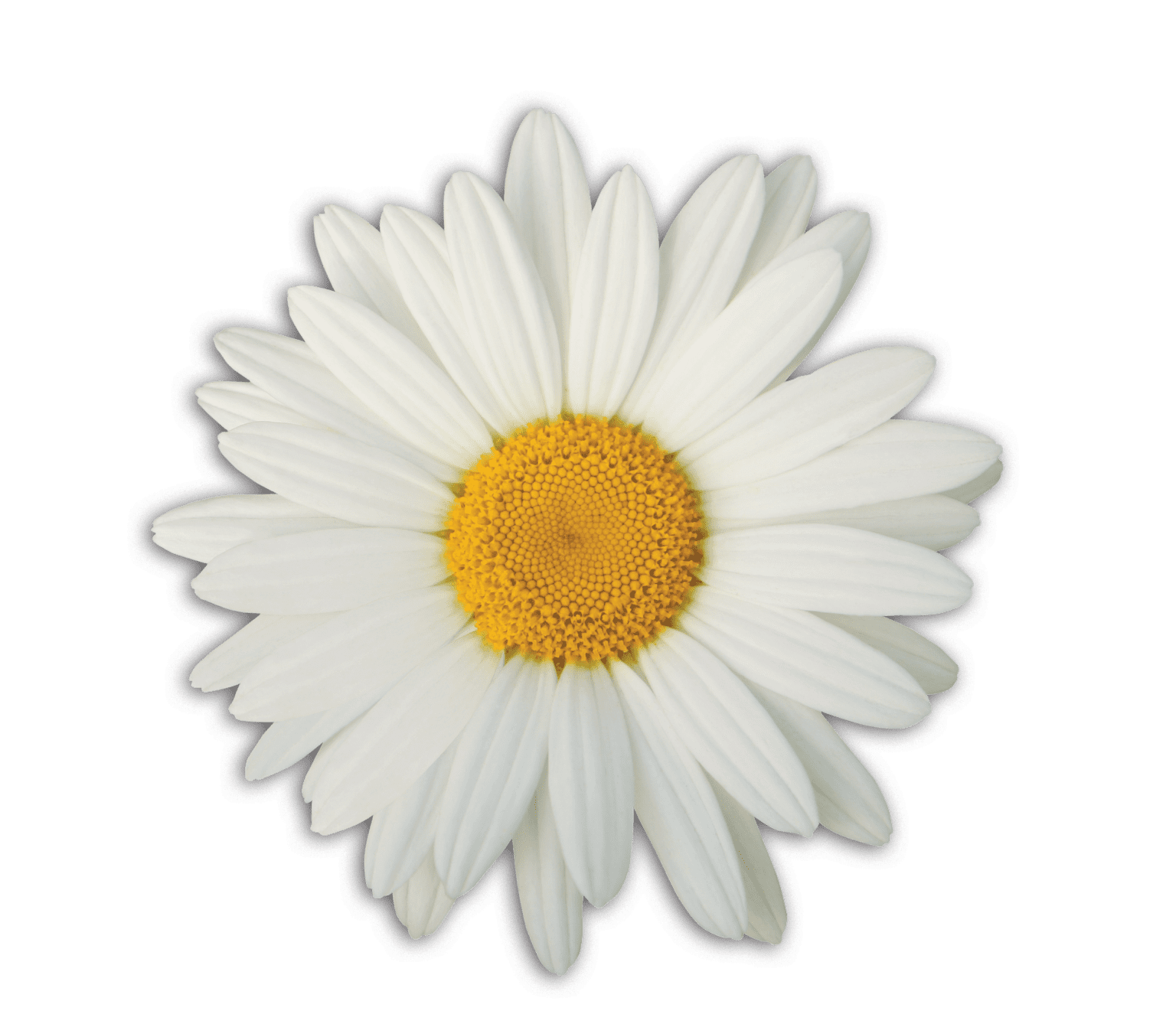 El premio Daisy