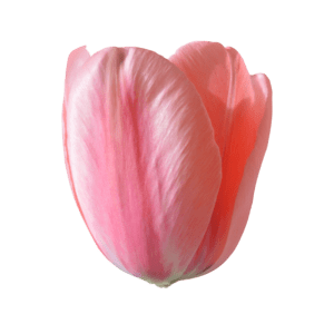 Image of a pink tulip flower blossom