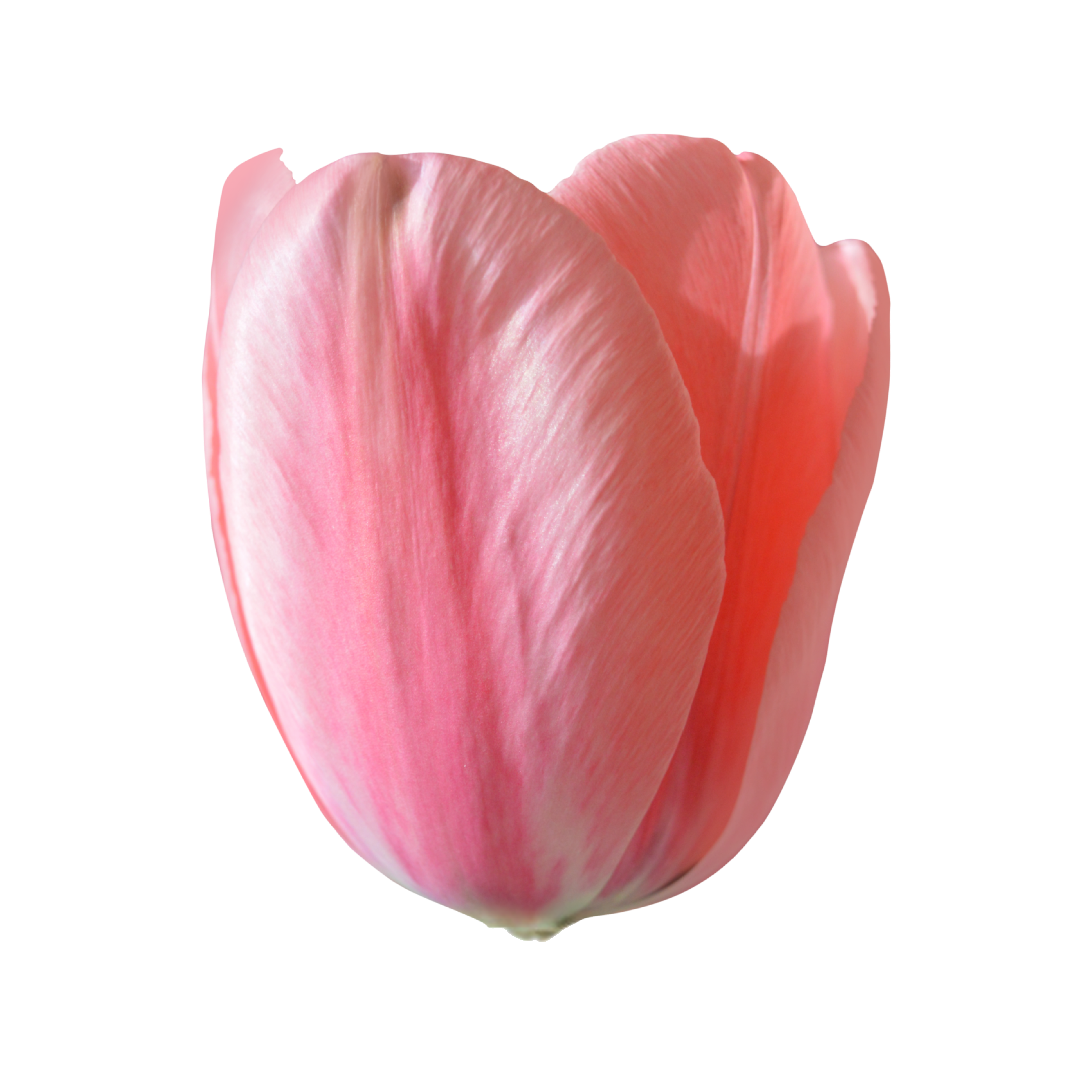 Imagen de una flor de tulipán rosa