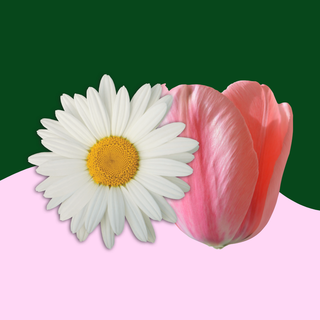 Daisy and Tulip on a graphic background